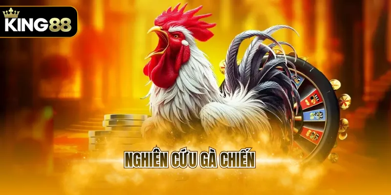 nghiên cứu gà chiến